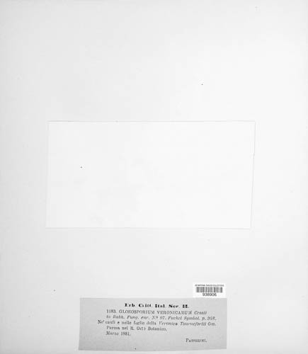 Discogloeum image